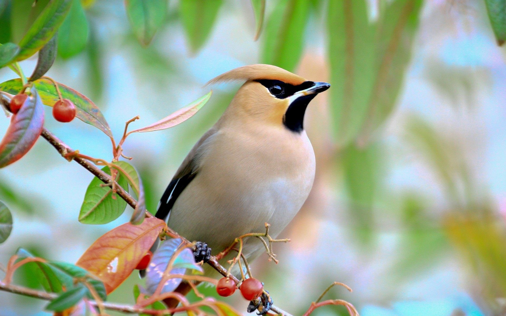 hd wallpaper for laptop full screen,bird,cedar waxwing,beak,waxwing,wildlife