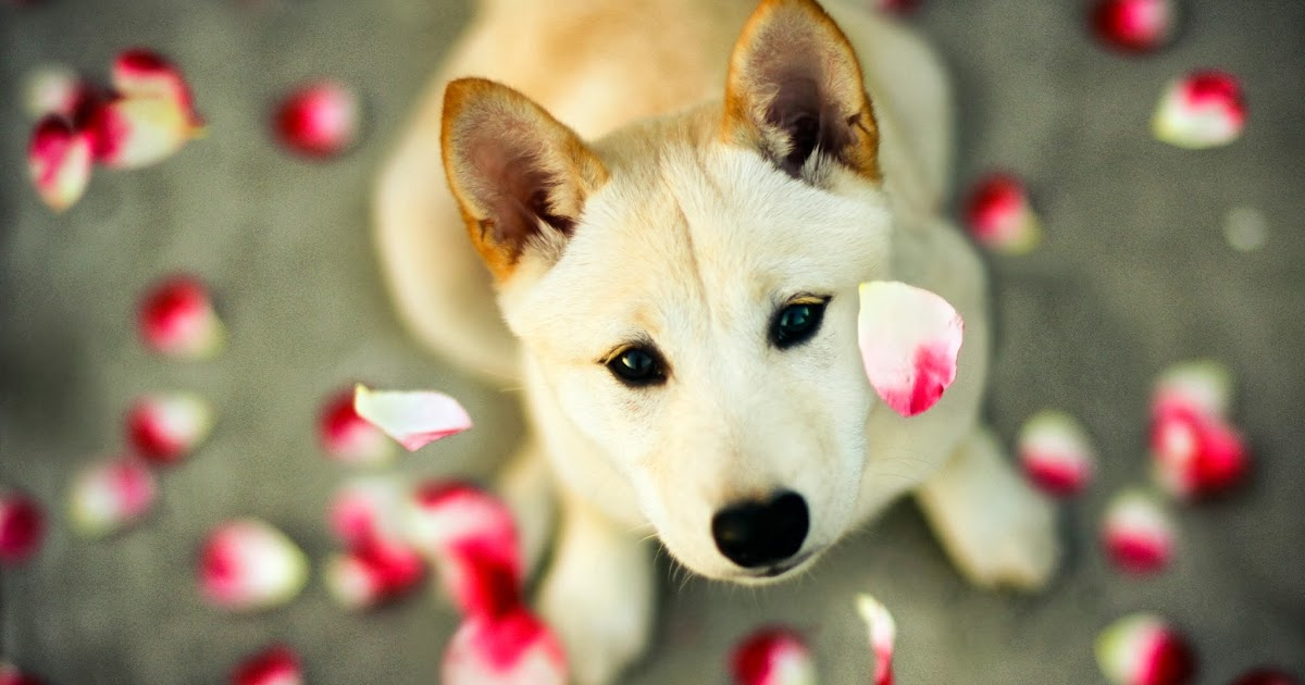 fotos lindas para fondo de pantalla,perro,akita,shiba inu,kishu,navidad