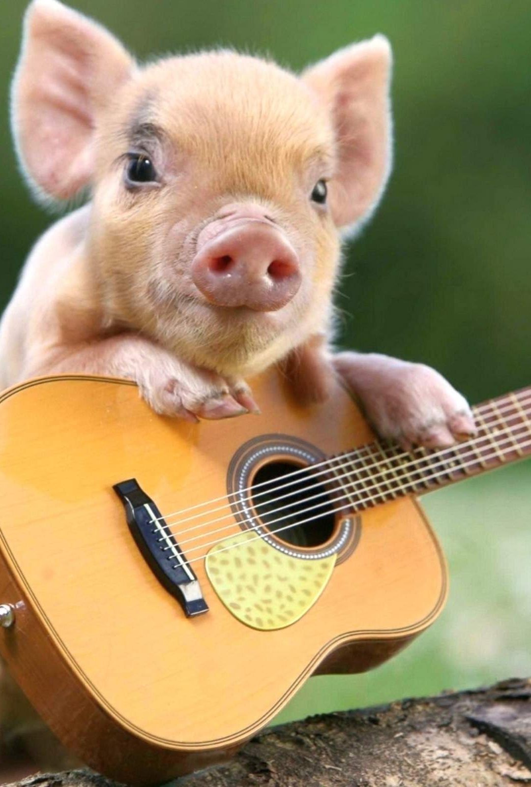 fotos lindas para fondo de pantalla,guitarra,cerdo domestico,instrumento musical,hocico,suidae