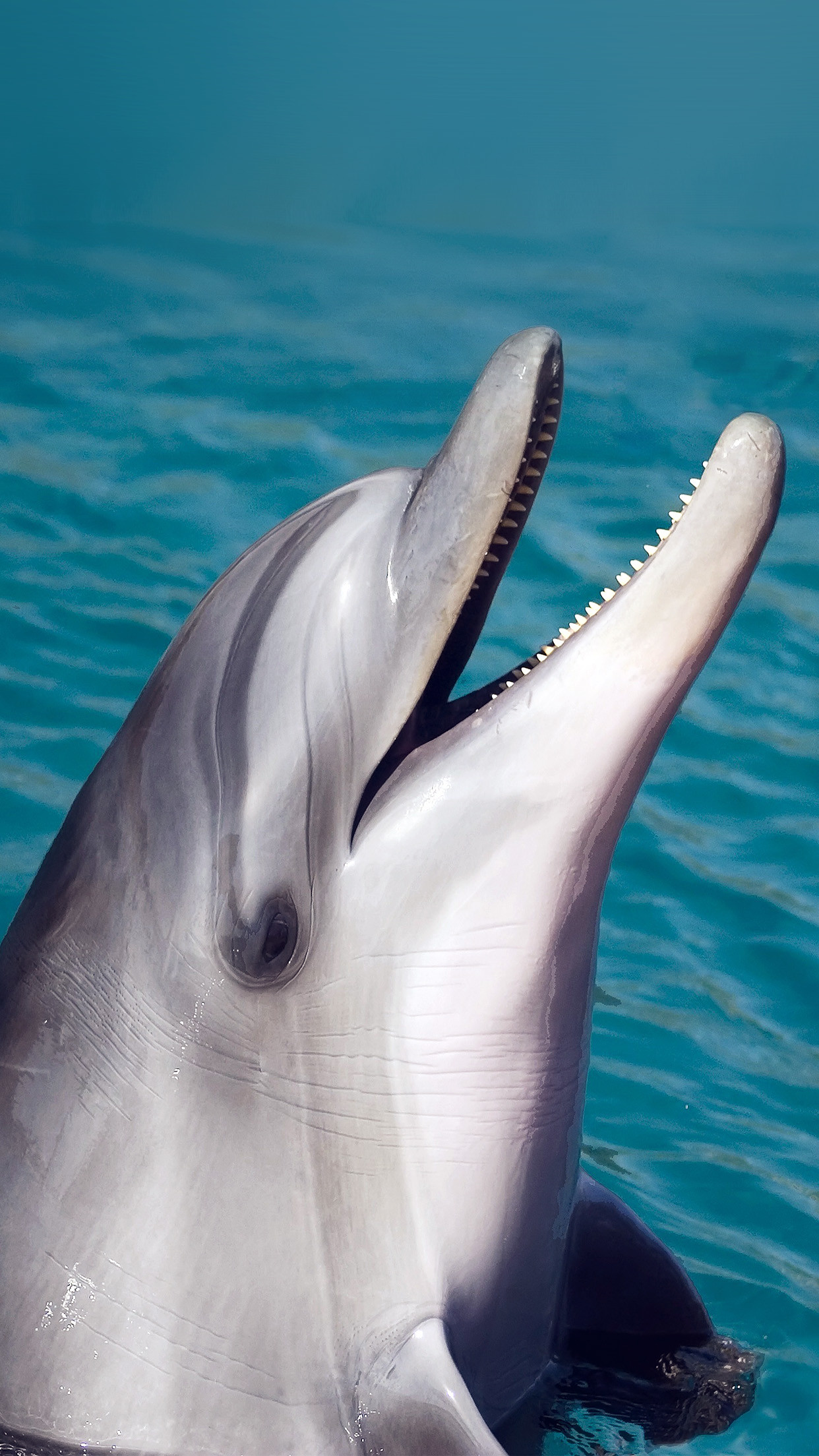 fotos lindas para fondo de pantalla,delfín nariz de botella común,delfín,delfín nariz de botella,mamífero marino,delfín común de pico corto