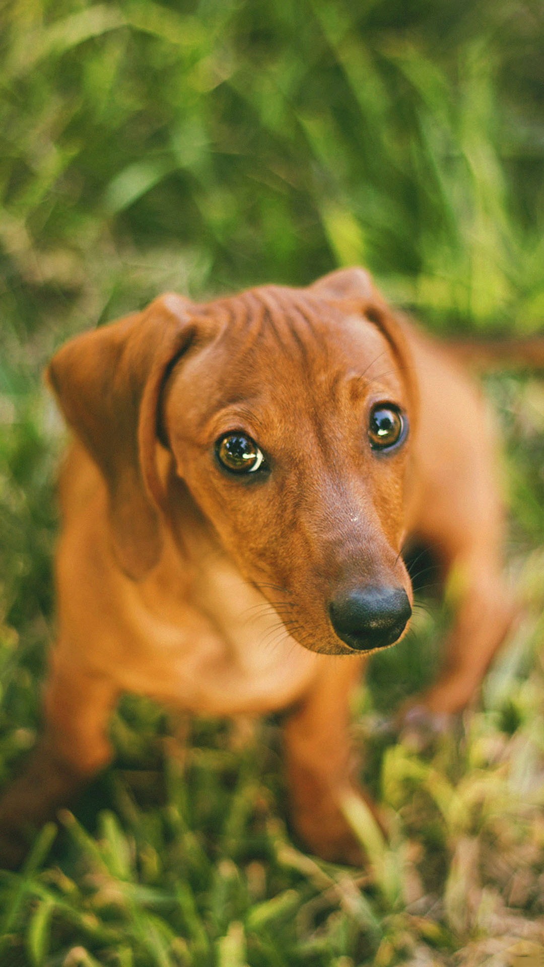 벽지에 대한 귀여운 사진,개,닥스 훈트,주둥이,사냥개