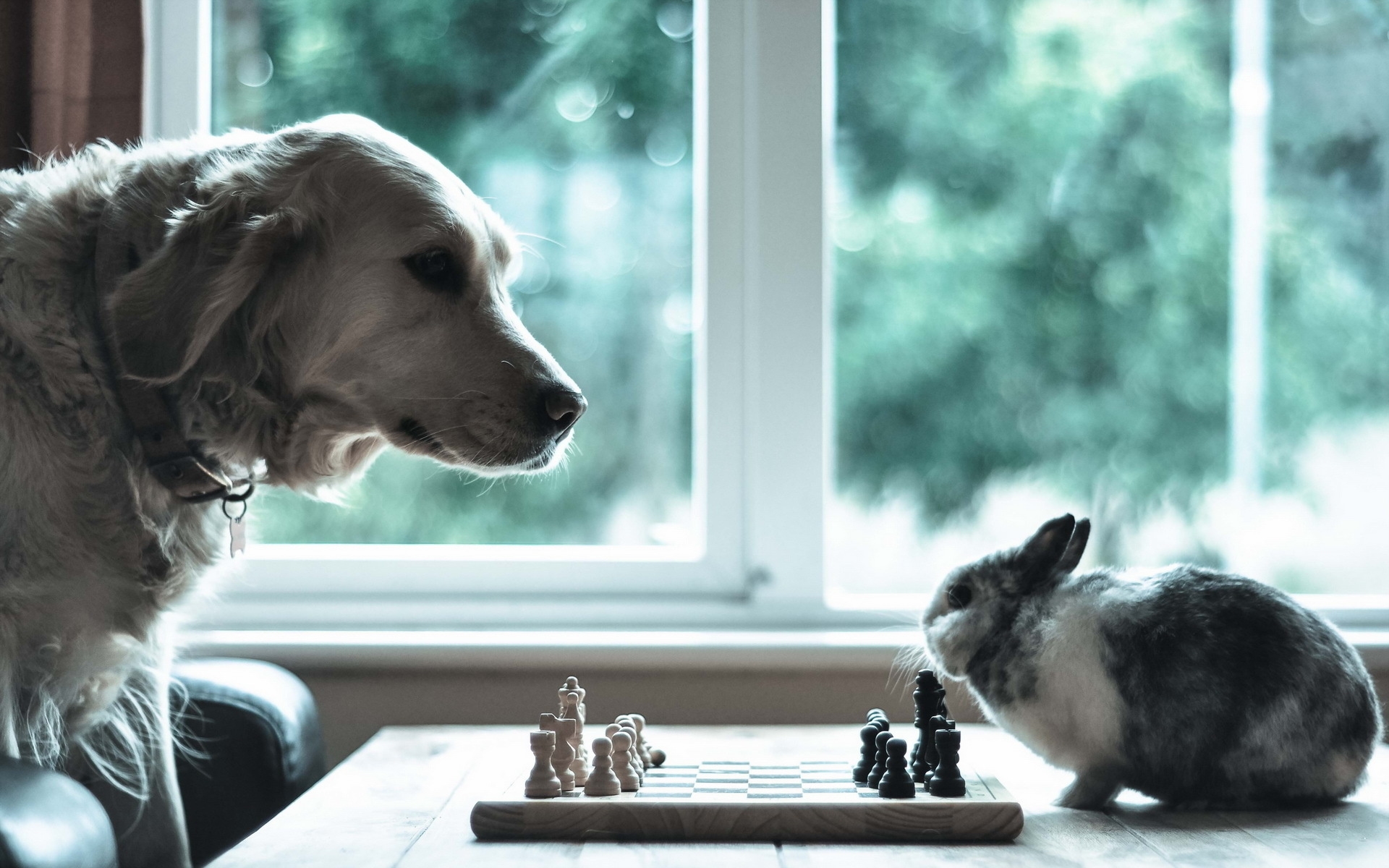 süße bilder für tapeten,katze,hund,felidae,kätzchen,kleine bis mittelgroße katzen