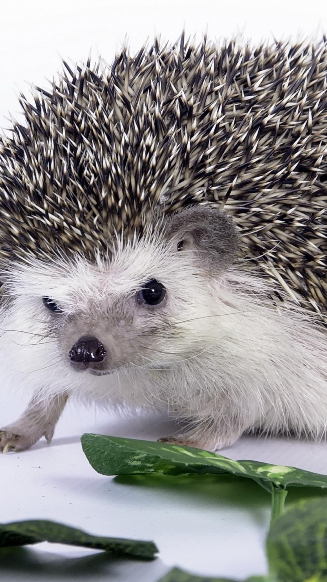 壁紙のかわいい写真,ハリネズミ,飼いならされたハリネズミ,ヤマアラシ,ひげ,鼻