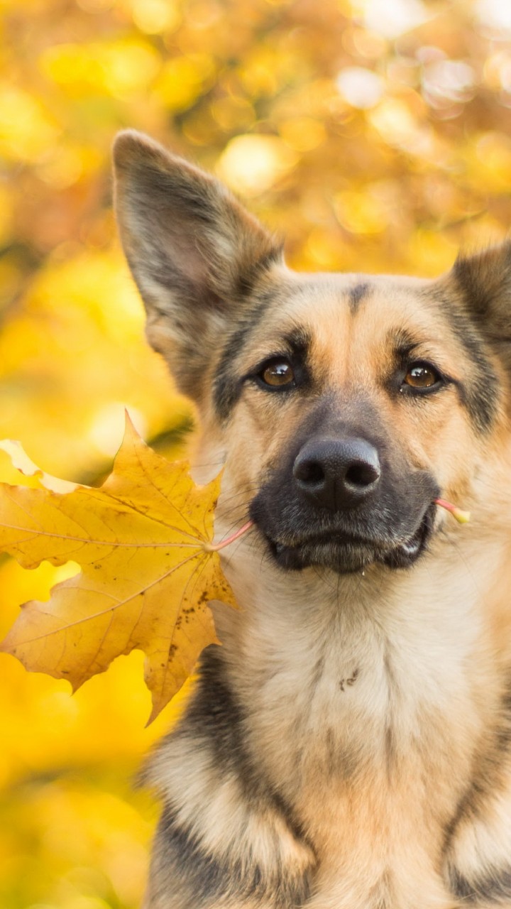 süße tapetenbilder,hund,deutscher schäferhund,könig hirte,alter deutscher schäferhund,schnauze