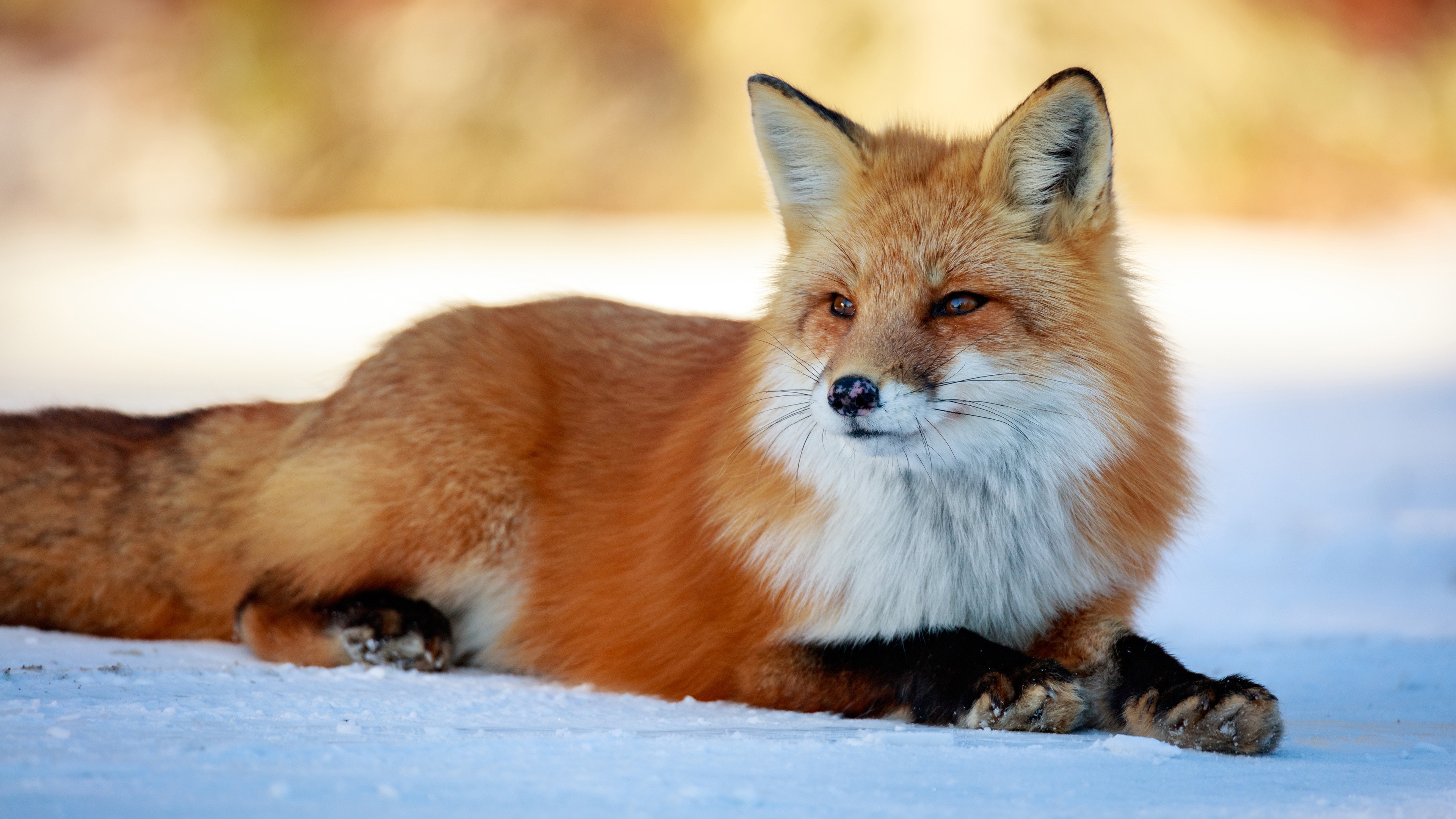 かわいい壁紙画像,レッドフォックス,狐,野生動物,鼻,ひげ