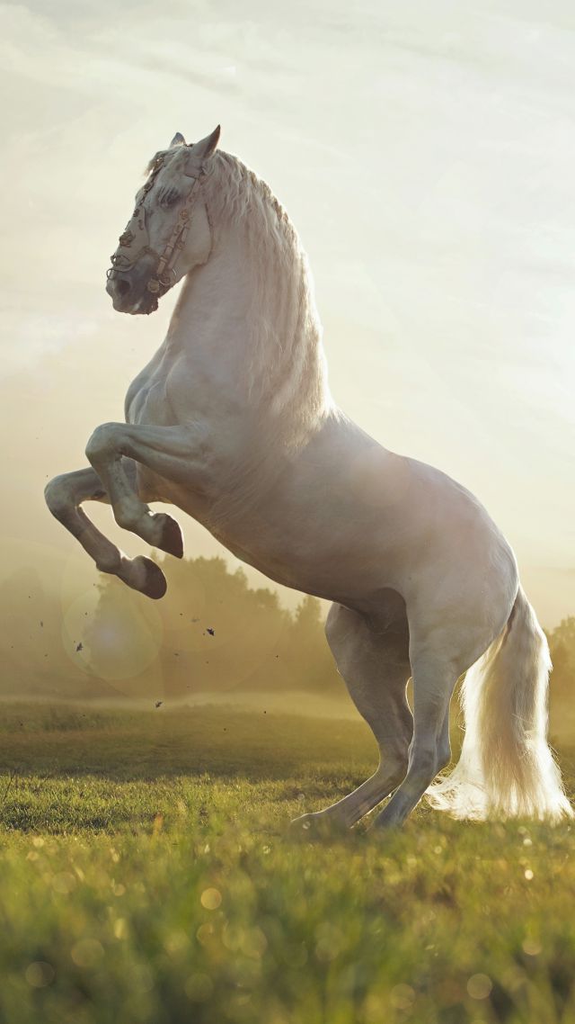 lindas imágenes de fondo de pantalla,caballo,semental,melena,mustang caballo,figura animal