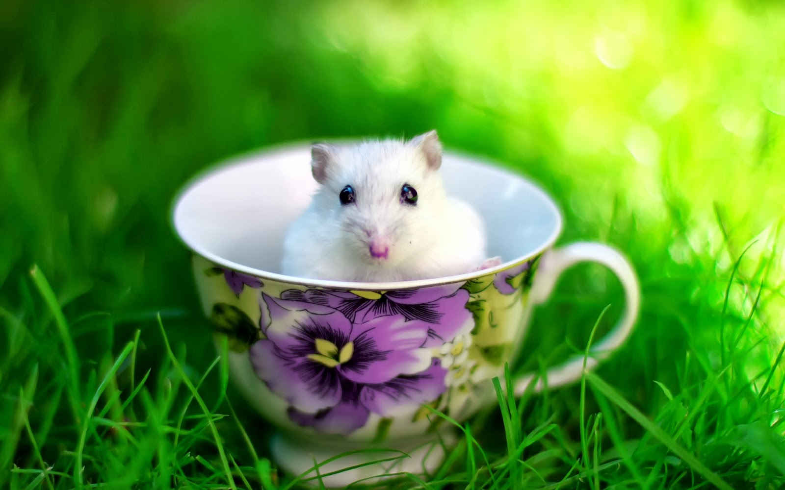 adorable wallpapers,hamster,rat,mouse,muroidea,muridae