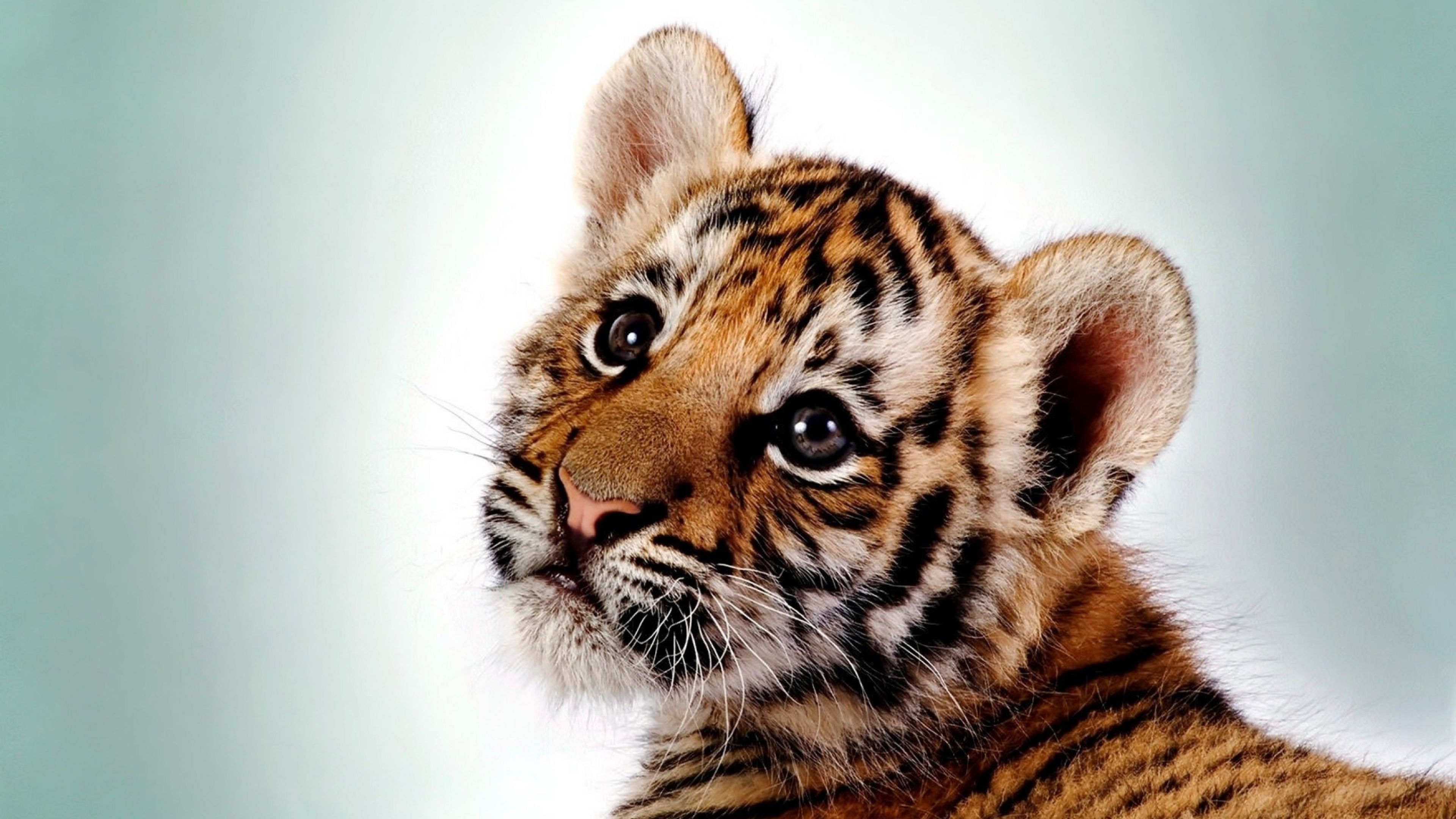 fonds d'écran adorables,faune,tigre du bengale,animal terrestre,tigre,félidés