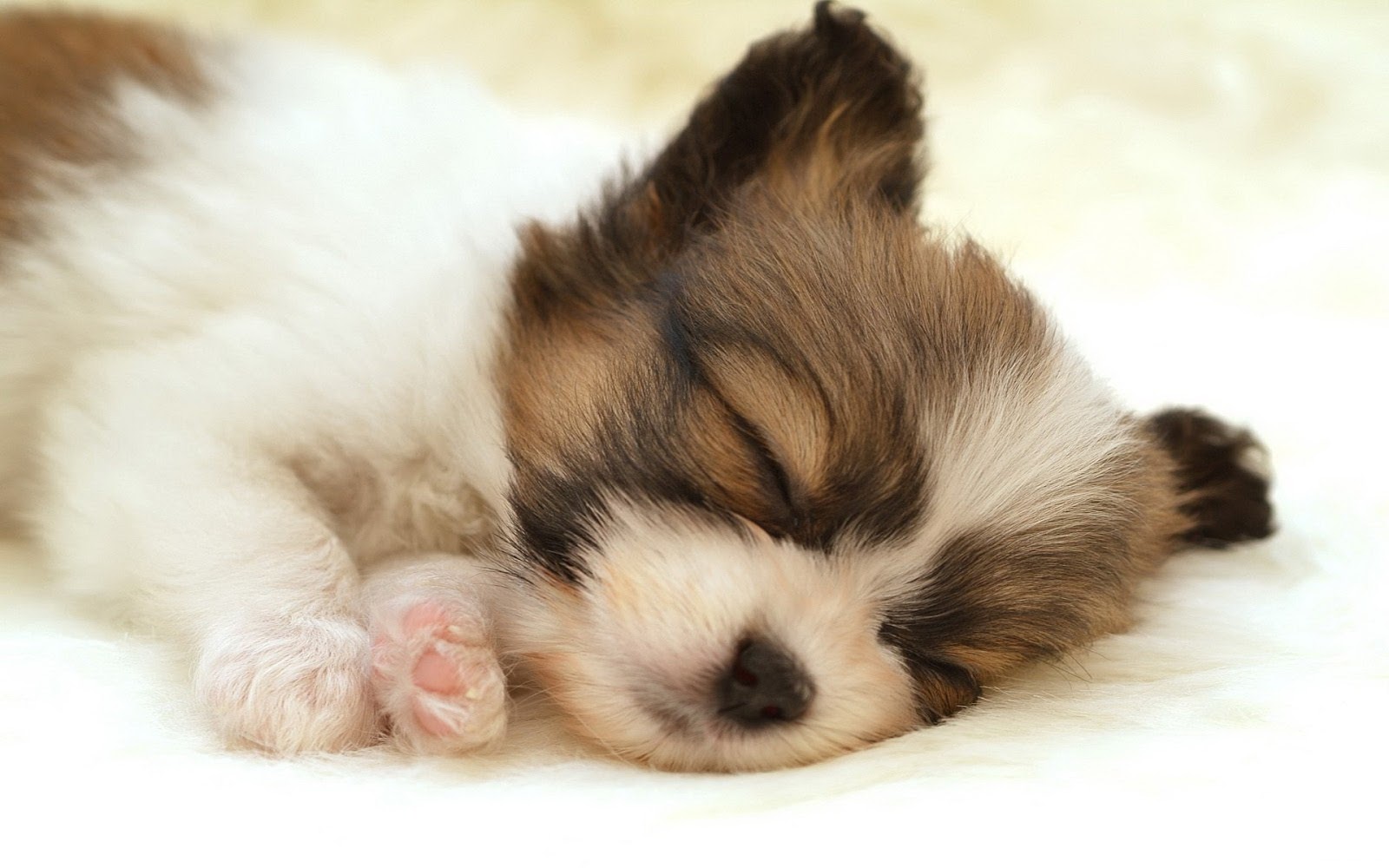 子犬の壁紙 犬 子犬 マルタ人 Wallpaperuse