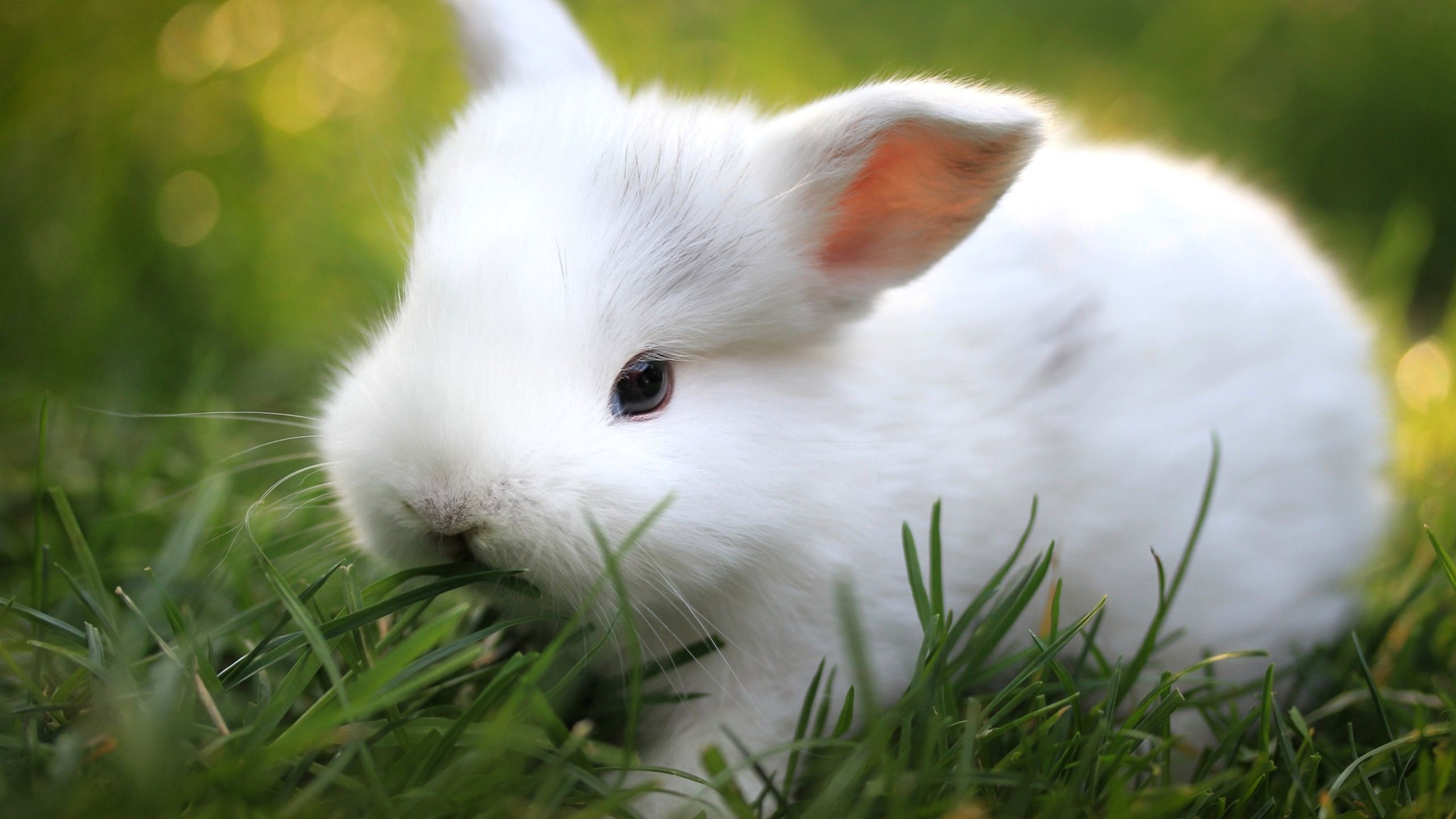 adorable wallpapers,rabbit,domestic rabbit,rabbits and hares,grass,whiskers