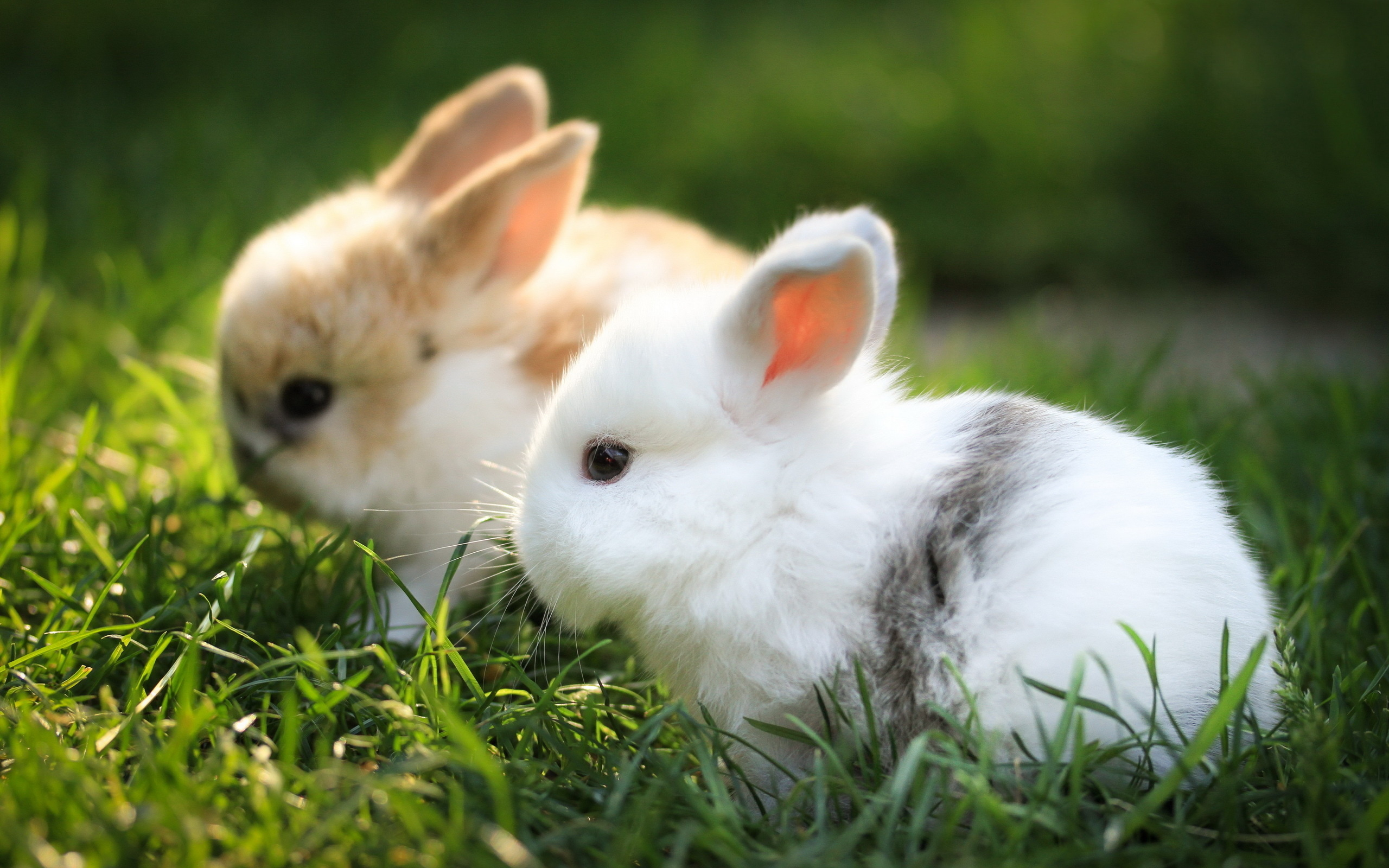 sfondi adorabili,coniglio,coniglio domestico,conigli e lepri,erba,lepre