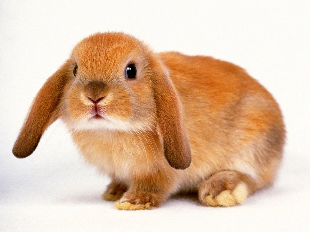 사랑스러운 월페이퍼,토끼,국내 토끼,토끼와 토끼,토끼,주둥이