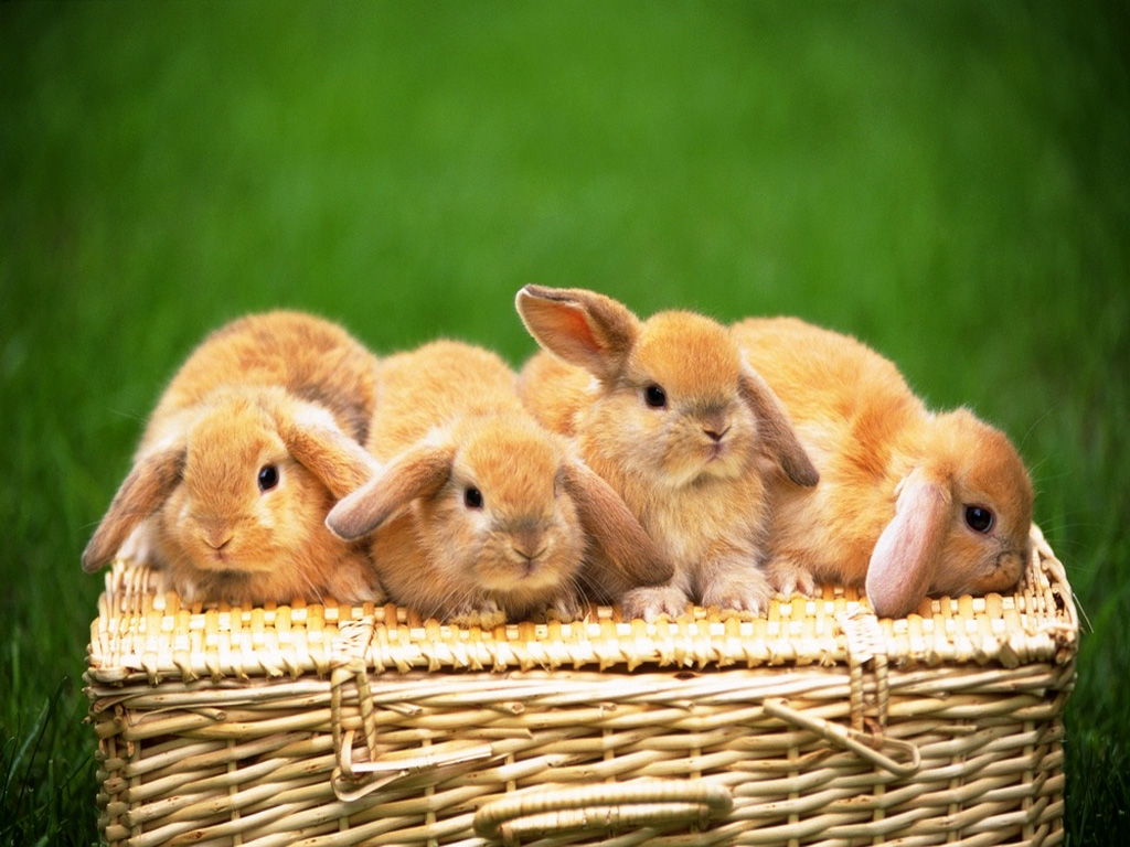 entzückende tapeten,hauskaninchen,hase,kaninchen und hasen,osterhase,hase