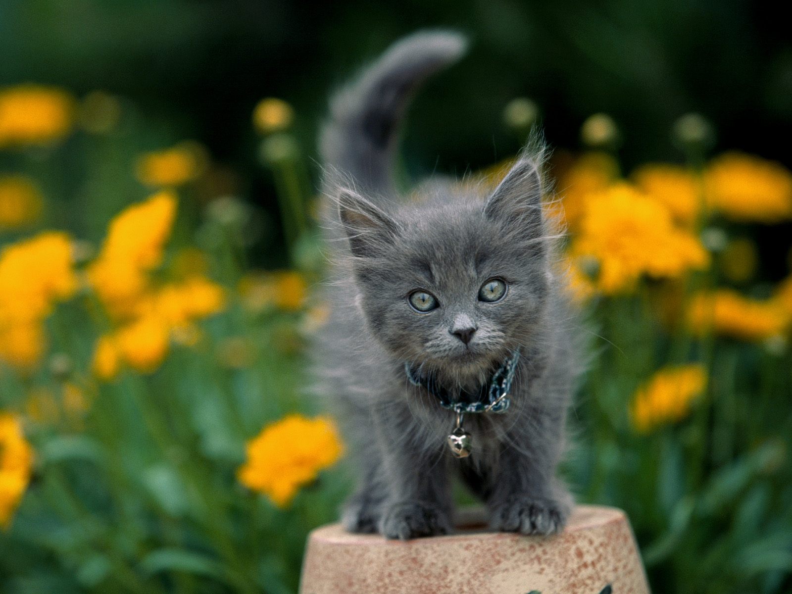 sfondi adorabili,gatto,gatti di piccola e media taglia,felidae,barba,gattino