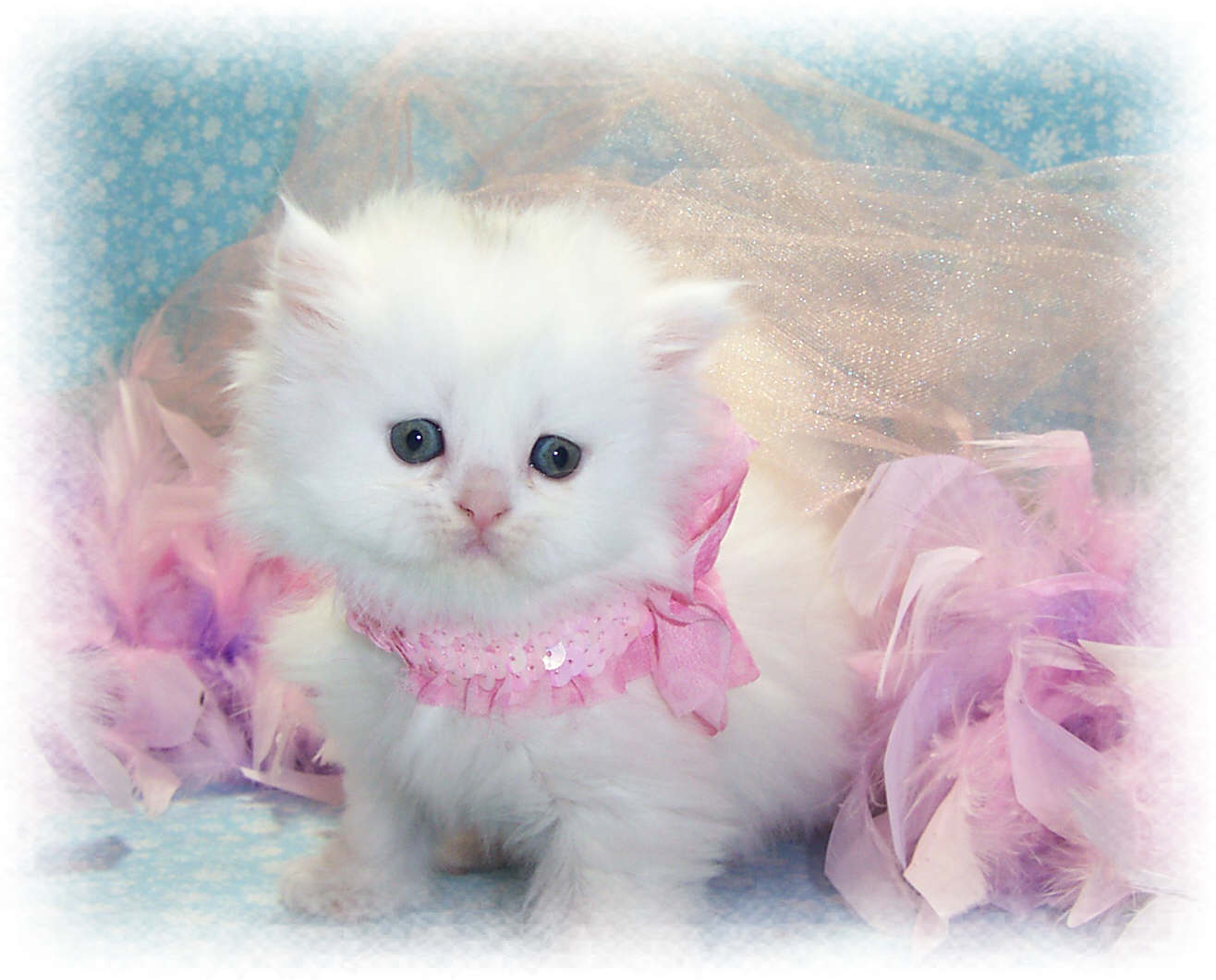 sfondi adorabili,gatto,gatti di piccola e media taglia,felidae,gattino,rosa