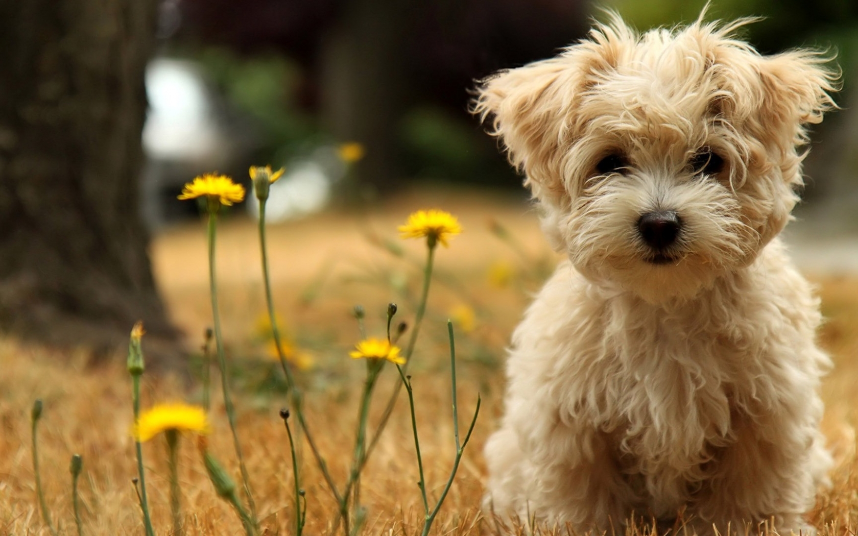 adorable wallpapers,dog,mammal,vertebrate,canidae,dog breed