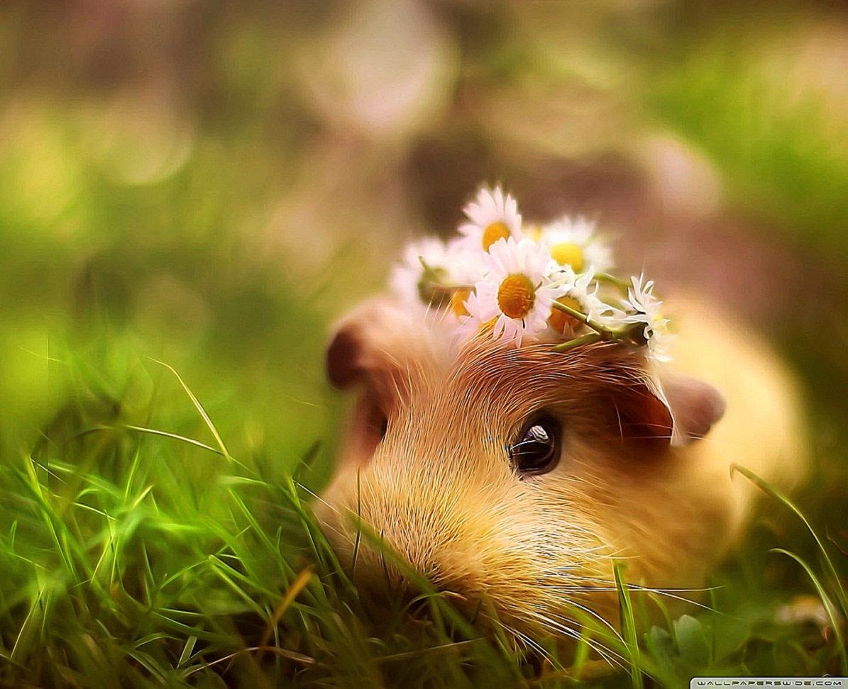 adorable wallpapers,hamster,grass,mouse,gerbil,rodent