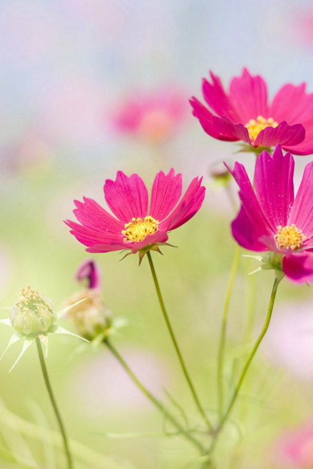 papel tapiz de teléfono de flores,flor,planta floreciendo,pétalo,planta,cosmos de jardín