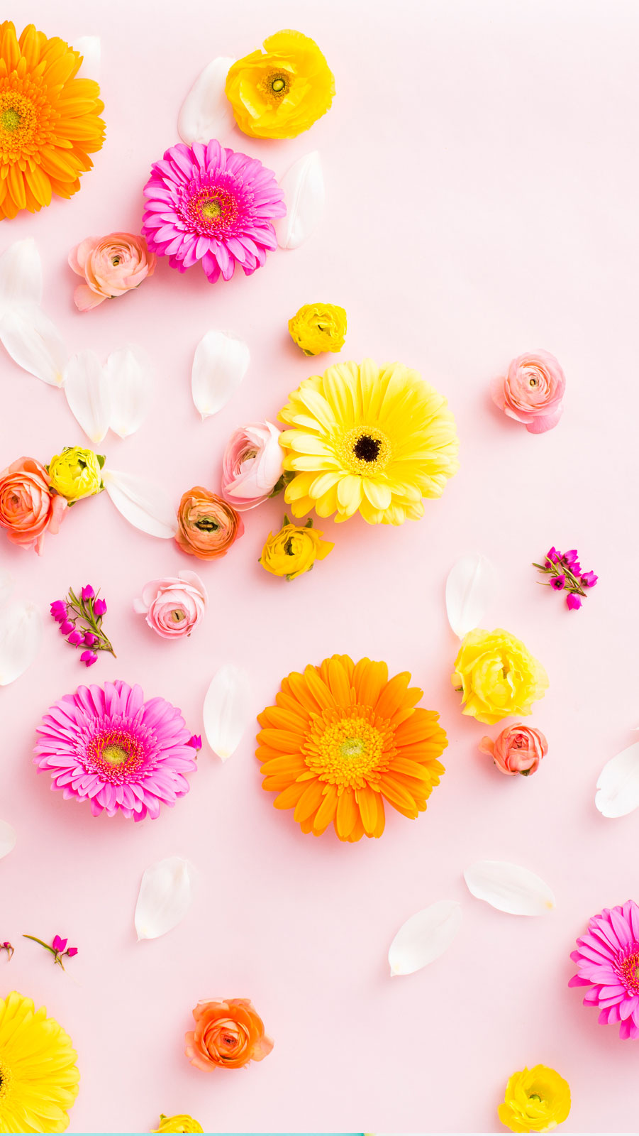 papel tapiz de teléfono de flores,amarillo,flor,rosado,pétalo,gerbera