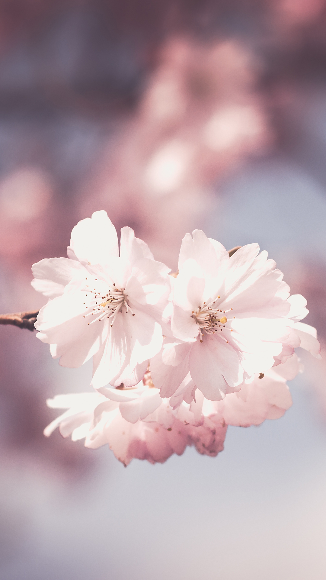 花の電話の壁紙,花,花弁,花,ピンク,桜の花