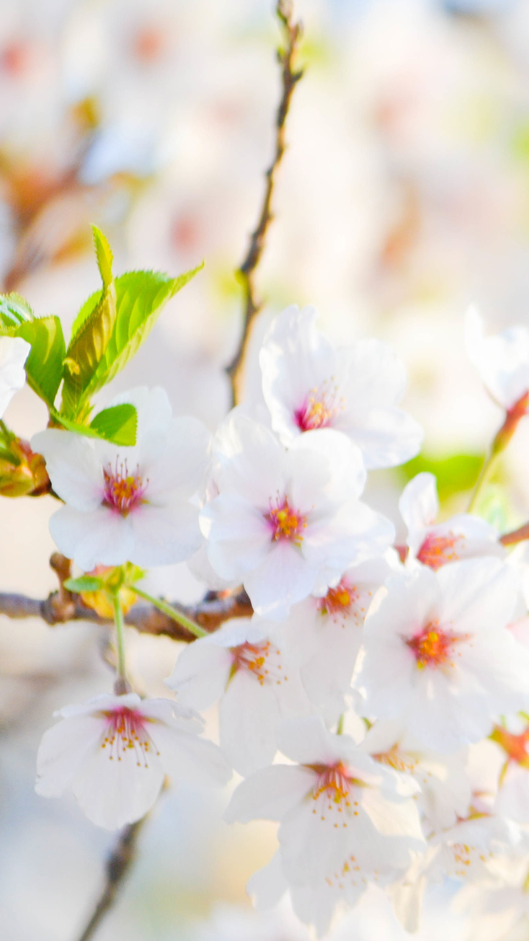 花の電話の壁紙,花,花,桜の花,春,花弁