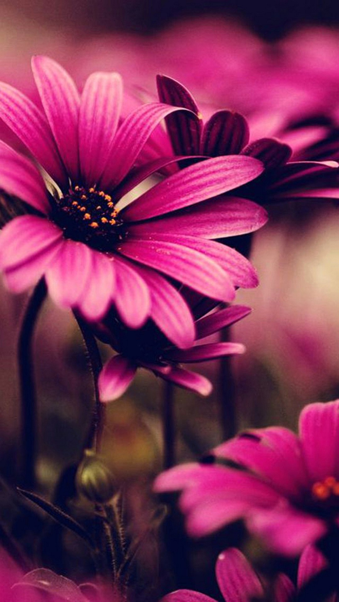 flower phone wallpaper,petal,flower,pink,barberton daisy,african daisy