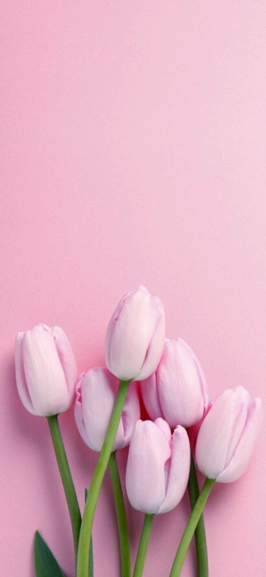 flower phone wallpaper,tulip,petal,pink,flower,plant