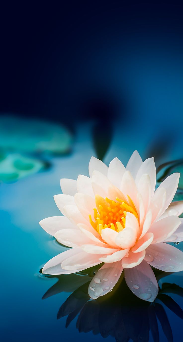 flower phone wallpaper,fragrant white water lily,petal,nature,aquatic plant,flower