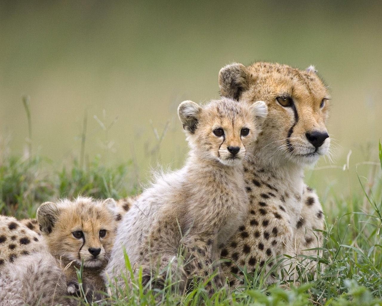 fond d'écran d'animaux sauvages hd,animal terrestre,guépard,faune,félidés,museau