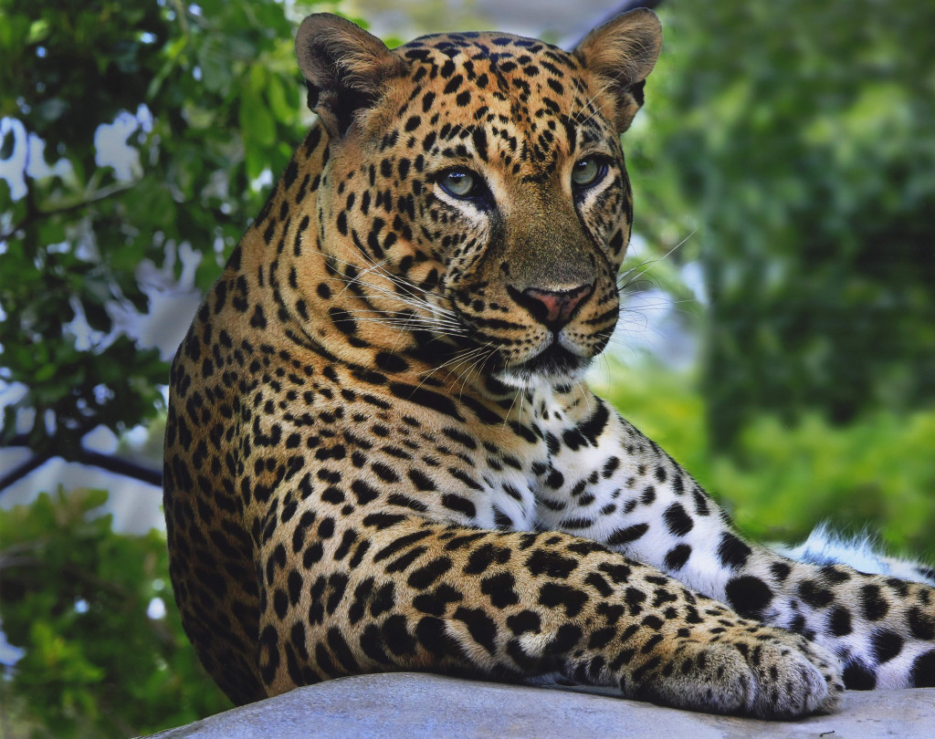 wildtier tapete hd,landtier,tierwelt,jaguar,felidae,leopard