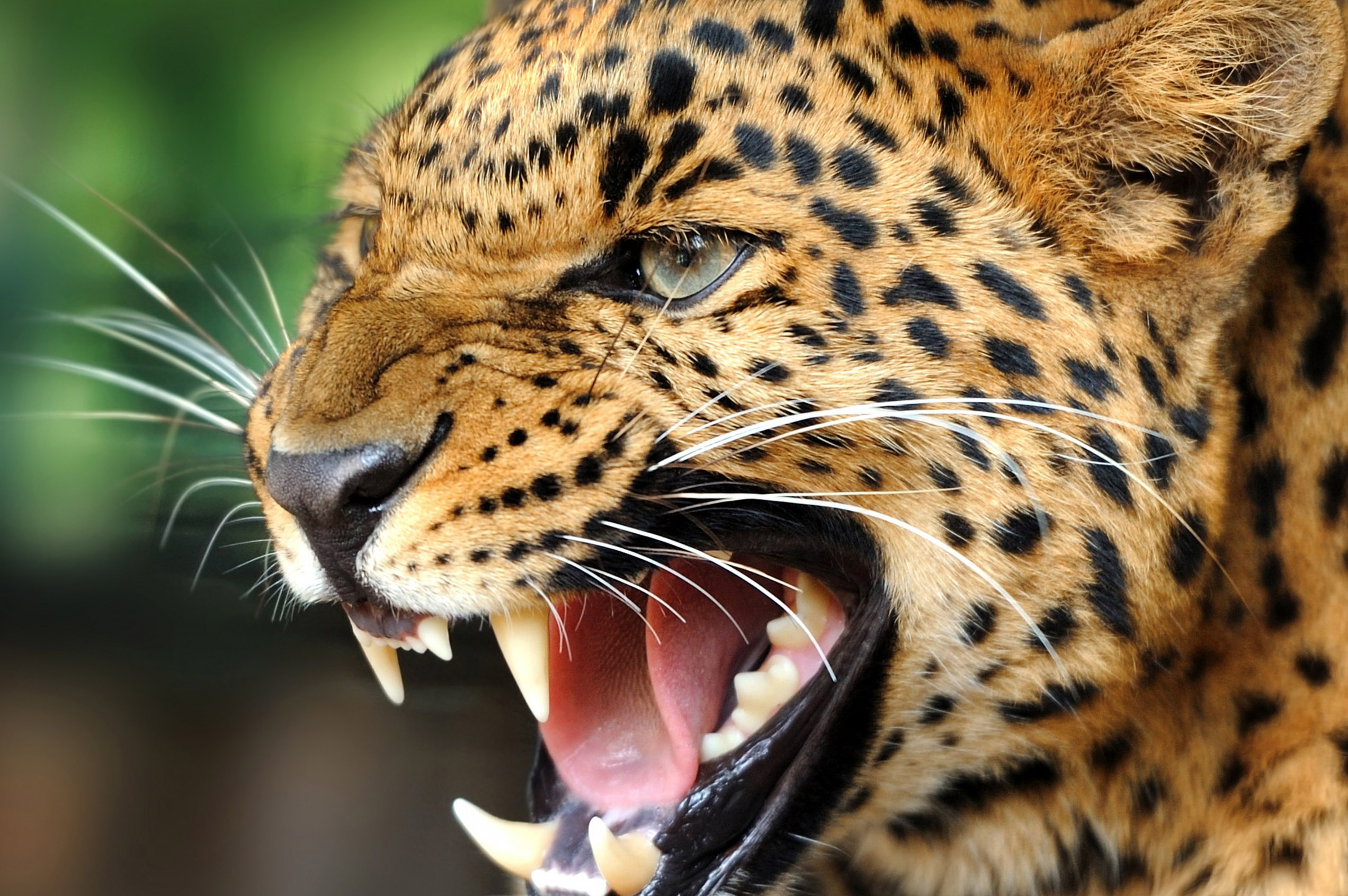 fond d'écran d'animaux sauvages hd,animal terrestre,faune,léopard,jaguar,félidés