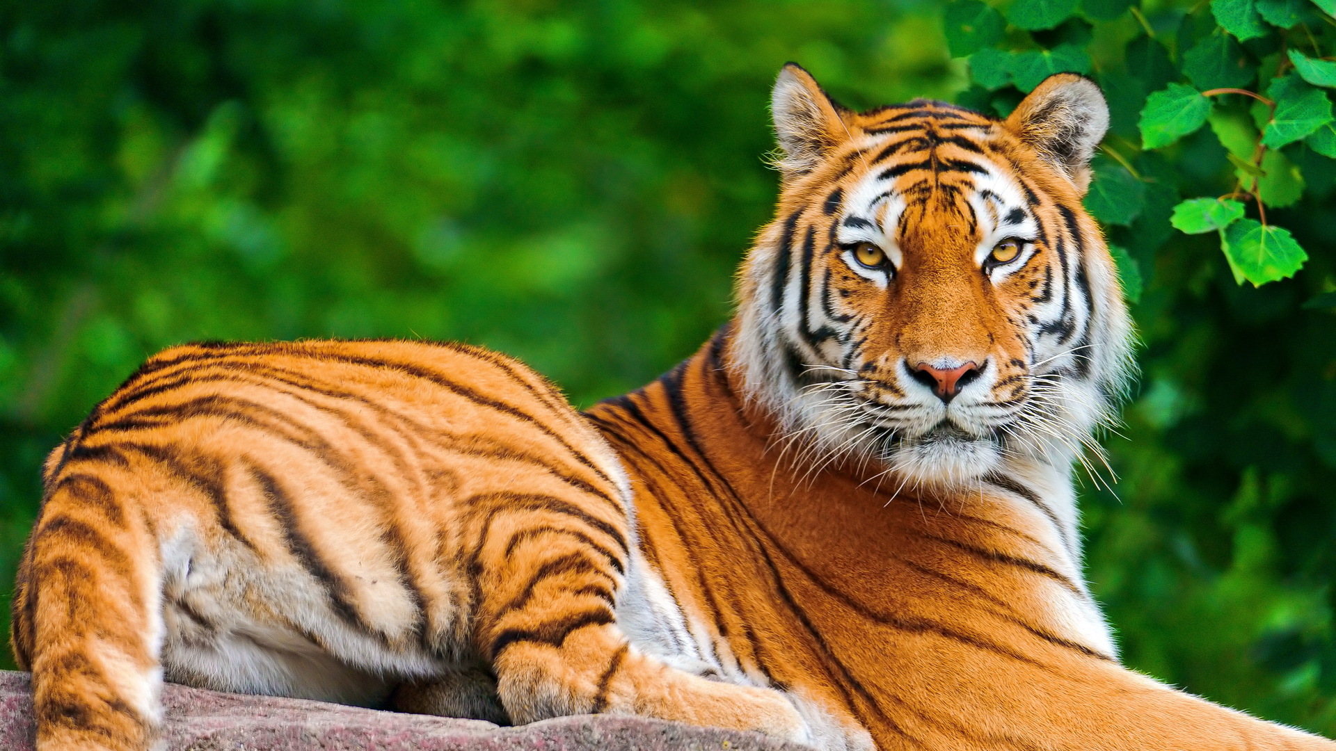wild animal wallpaper hd,tiger,wildlife,terrestrial animal,mammal,vertebrate