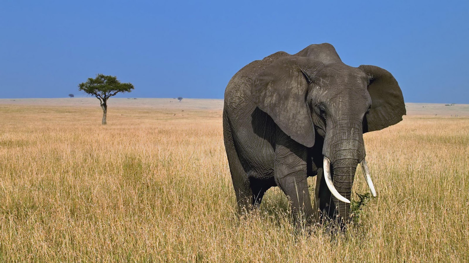 hd di animali selvatici,elefante,elefanti e mammut,animale terrestre,natura,elefante indiano