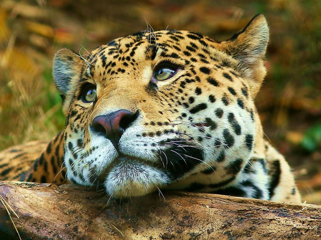 animales salvajes fondos de pantalla hd,animal terrestre,fauna silvestre,jaguar,leopardo,bigotes