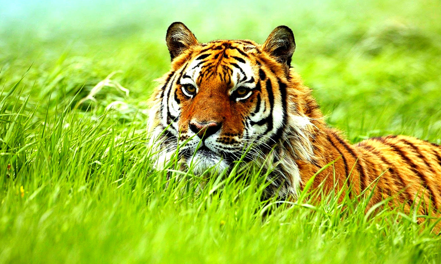 wild animal wallpaper hd,tiger,wildlife,mammal,terrestrial animal,vertebrate