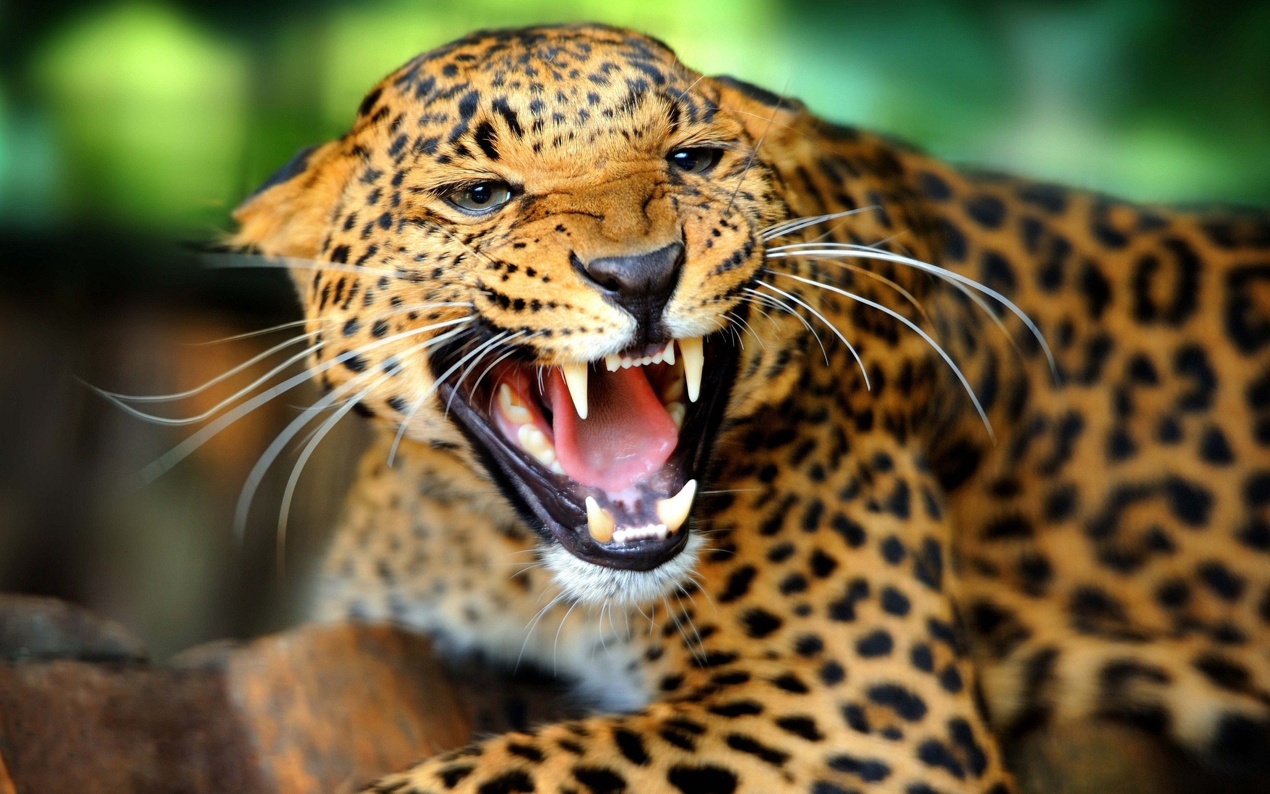 wildtier tapete hd,landtier,tierwelt,felidae,leopard,jaguar