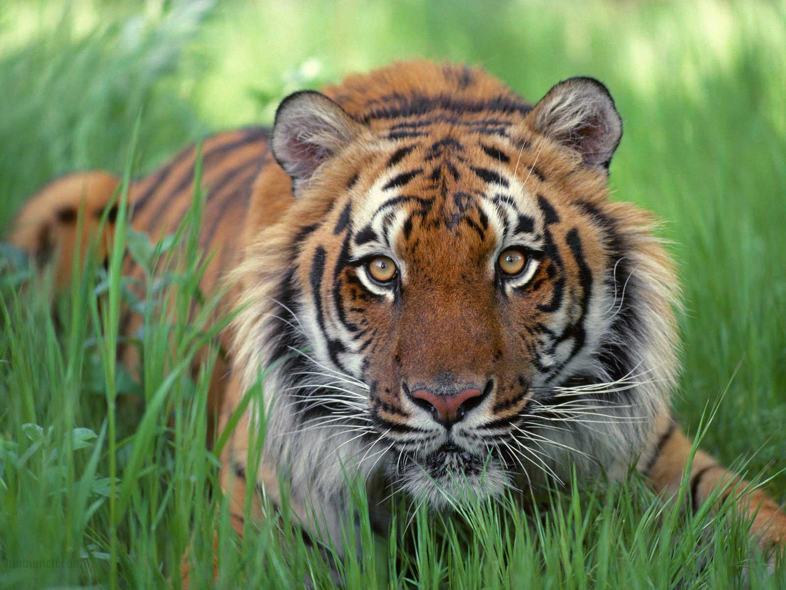 wild animal wallpaper hd,tiger,terrestrial animal,wildlife,mammal,vertebrate