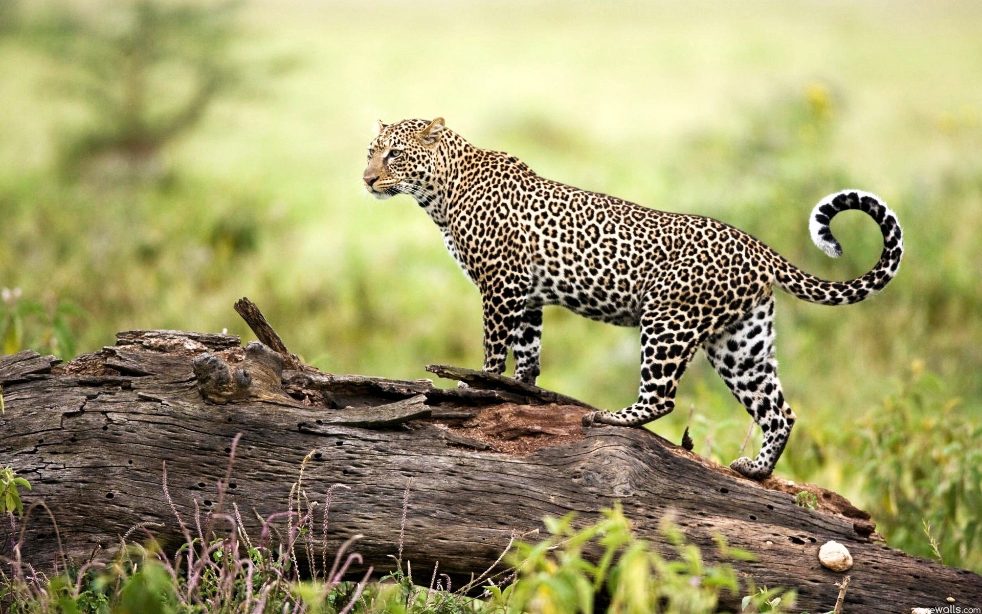 wild animal wallpaper hd,terrestrial animal,wildlife,vertebrate,leopard,mammal