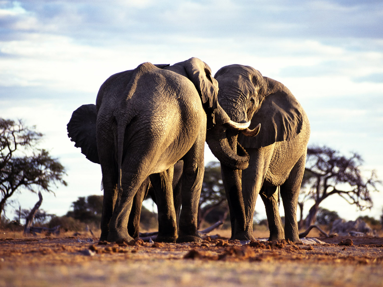 wildtier tapete hd,elefant,landtier,elefanten und mammuts,tierwelt,indischer elefant