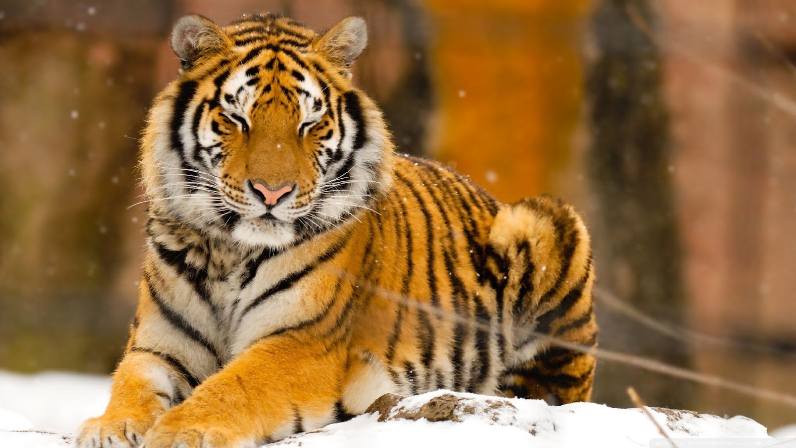 fond d'écran d'animaux sauvages hd,tigre,faune,animal terrestre,tigre du bengale,tigre de sibérie
