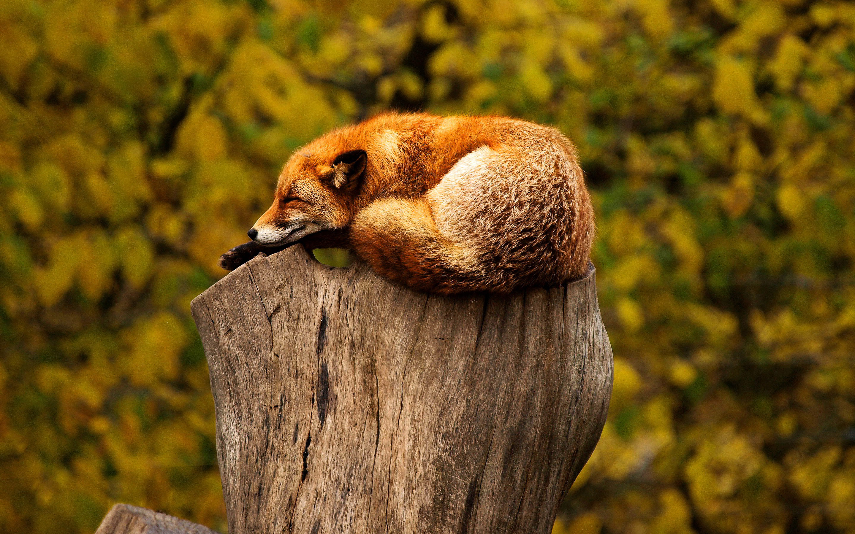 wildtier tapete hd,tierwelt,baum,blatt,holz,pflanze