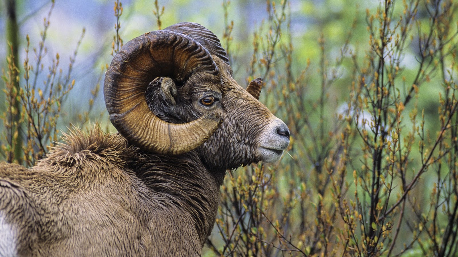 wildtier tapete hd,großes horn,argali,horn,schaf,tierwelt