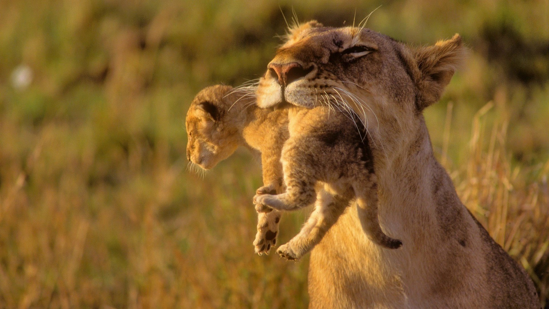 fond d'écran d'animaux sauvages hd,faune,lion,félidés,animal terrestre,lion masai