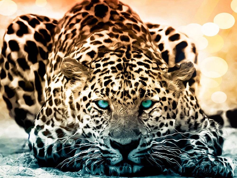 hd di animali selvatici,animale terrestre,natura,giaguaro,leopardo,felidae