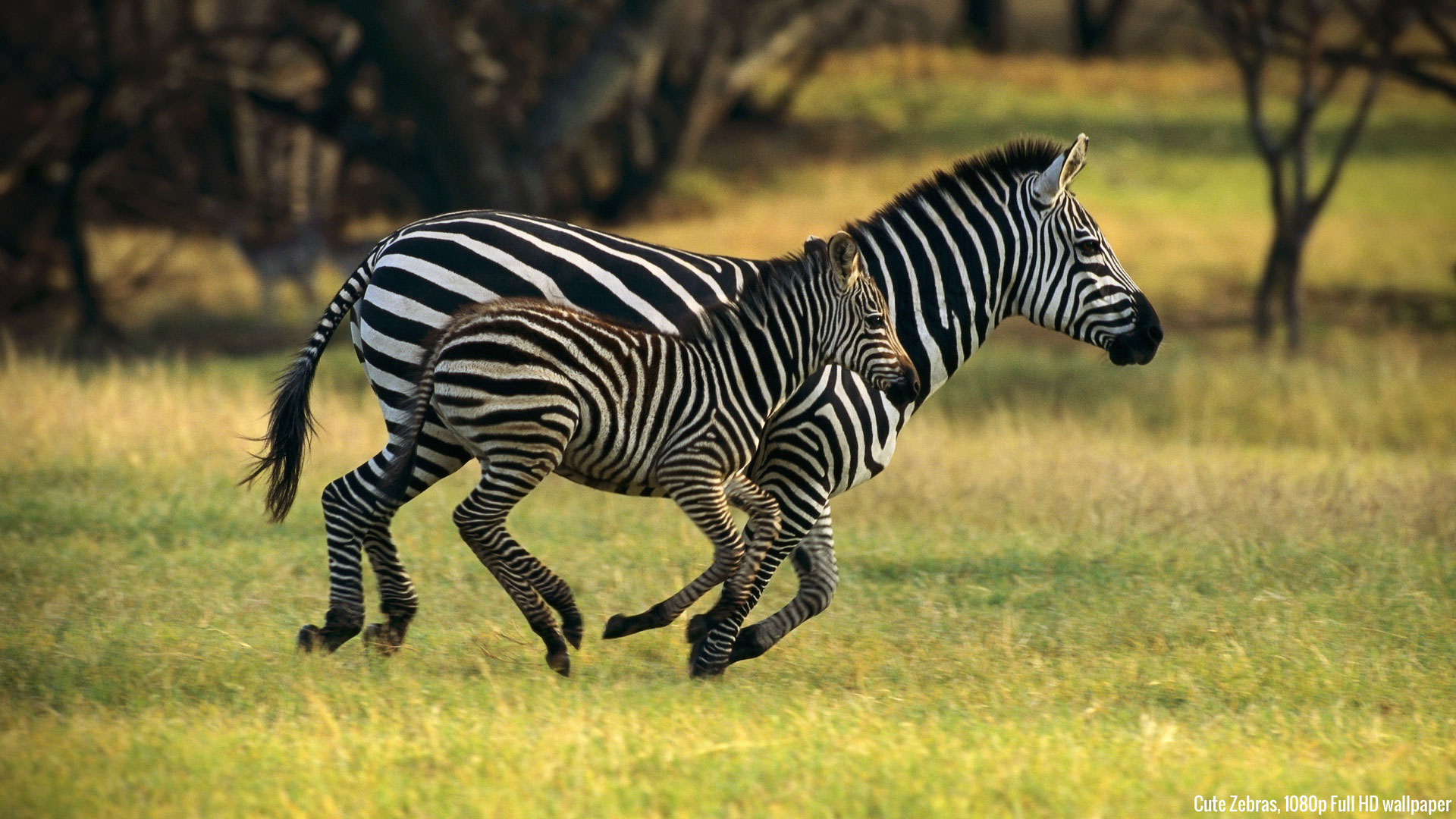 fond d'écran d'animaux sauvages hd,zèbre,animal terrestre,faune,prairie,savane