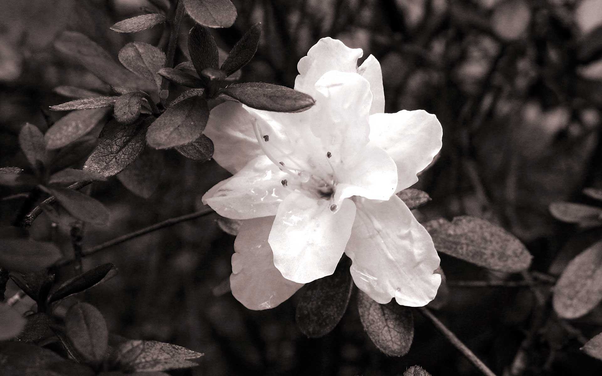 黒と白の花の壁紙,白い,花弁,モノクロ写真,花,黒と白