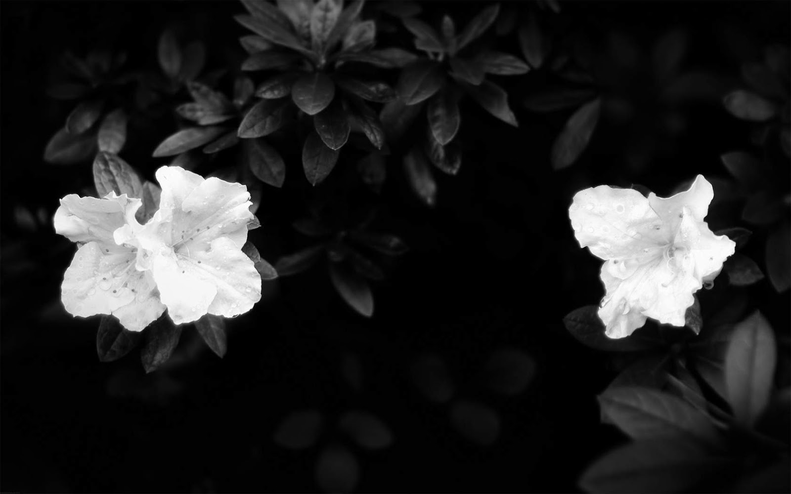 black and white floral wallpaper,white,black,monochrome photography,black and white,petal