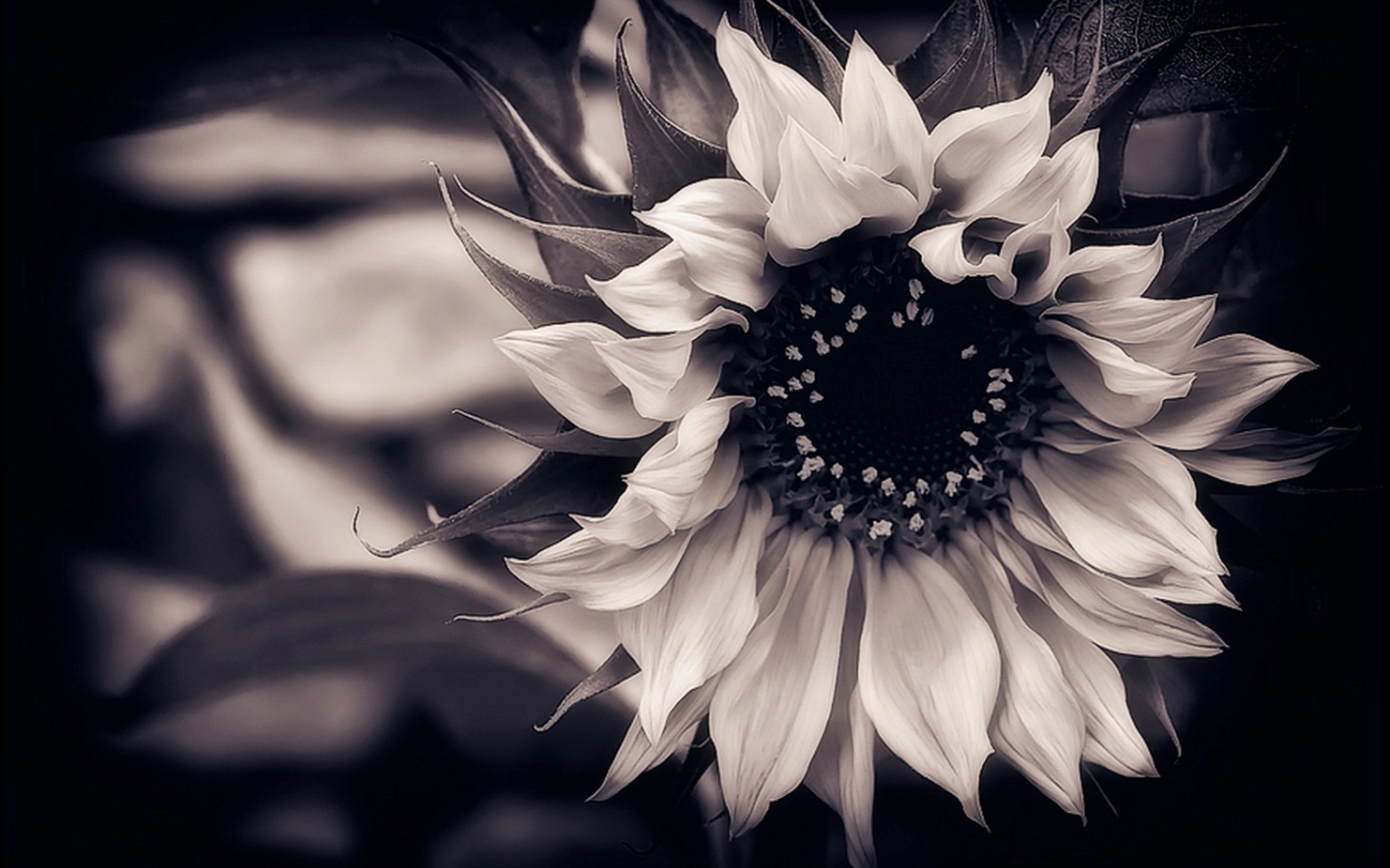 papier peint floral noir et blanc,photographie monochrome,blanc,noir et blanc,fleur,noir