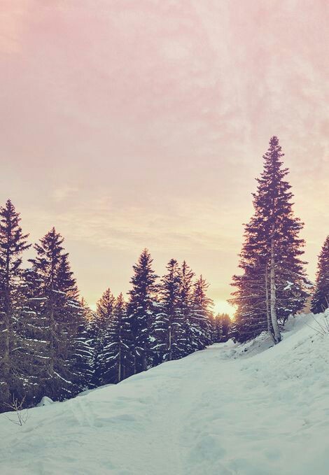 크리스마스 배경 tumblr,눈,겨울,나무,자연,하늘