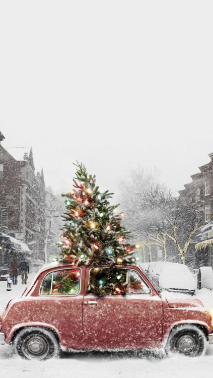 クリスマス壁紙tumblr,自動車,クリスマスツリー,車,車両,木